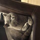 Picture of cat lost at Brison Saint Innocent