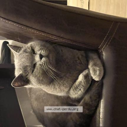 Photo 1/1 Ziva Chat lost in Brison saint innocent