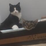 Picture of cat lost at Aulnay Sous Bois