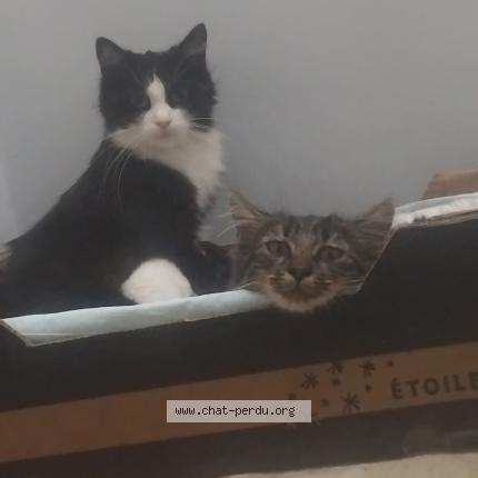 Photo 1/1 Missy Chat lost in Aulnay sous bois