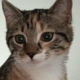 Picture of cat lost at St Didier Sur Chalaronne