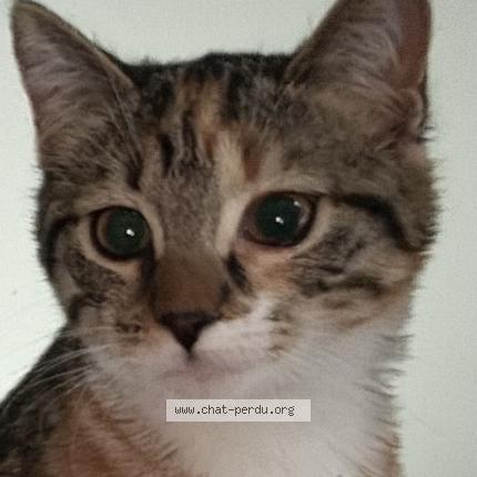 Photo 1/2 AZERTY Chat lost in St didier sur chalaronne