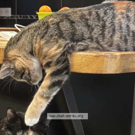 Photo 2/2 AZERTY Chat lost in St didier sur chalaronne