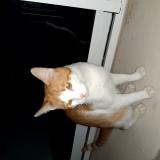 Picture of cat found at Marcoussis