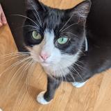 Picture of cat lost at Surzur