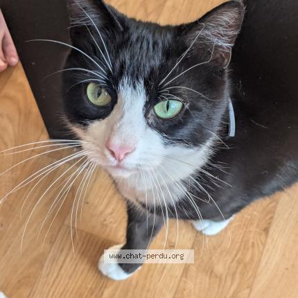 Photo 1/1 ROMANE LE BORGNE Chat lost in Surzur