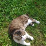 Picture of cat lost at St Herblain