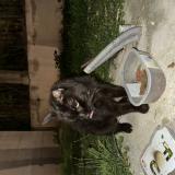 Picture of cat found at Pezenas