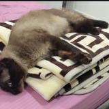 Picture of cat lost at Ebelouizdad