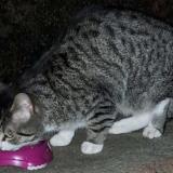 Picture of cat found at Rouvroy