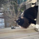 Picture of cat lost at Beaucaire