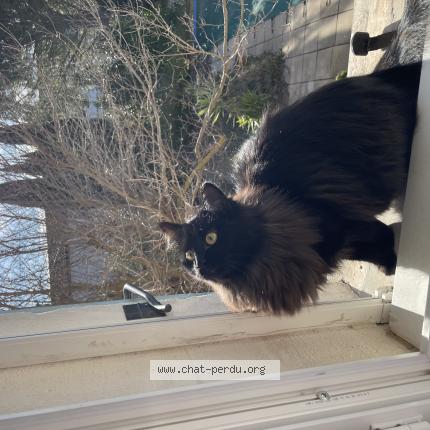 Photo 1/1 Umye Chat lost in Beaucaire