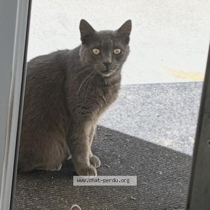 Photo 1/1 Pti loup Chat lost in Chalette sur loing