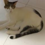 Picture of cat lost at Cartagena