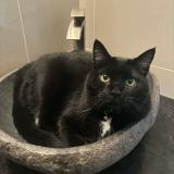 Picture of cat lost at Coteau Du Lac