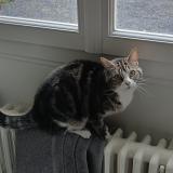 Picture of cat lost at Abbeville