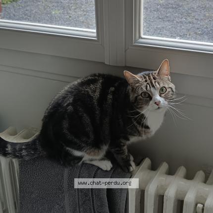 Photo 1/1 Lady Chat lost in Abbeville