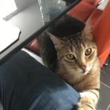 Picture of cat lost at Trondes