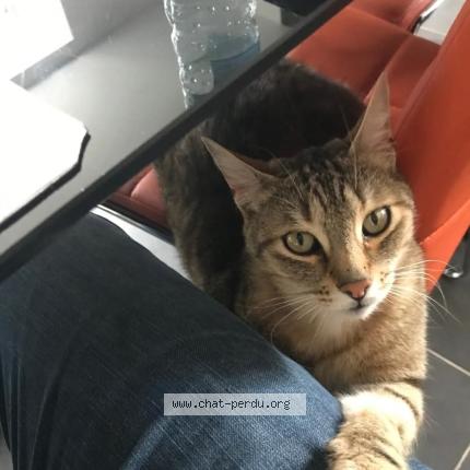 Photo 1/1 Lafayette Chat lost in Trondes