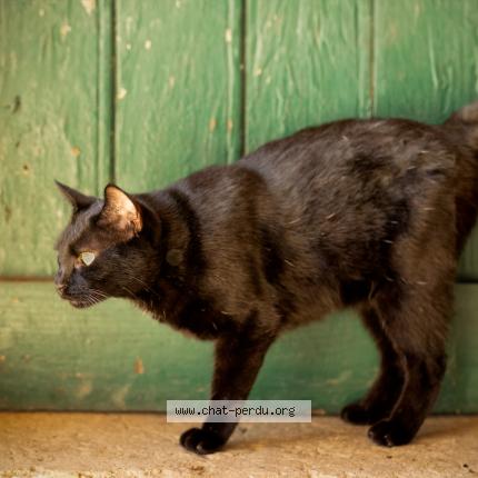 Photo 1/1 Meow Chat lost in Montrond les bains