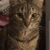 Picture of cat lost at Abbeville