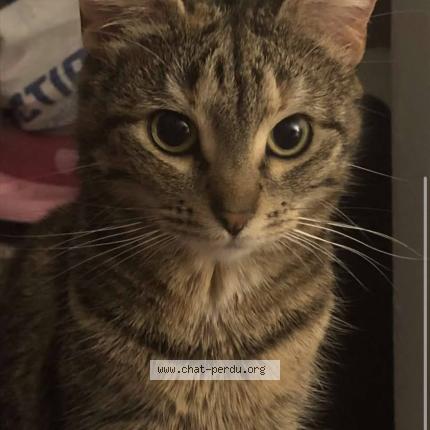 Photo 1/1 Kyubi Chat lost in Abbeville