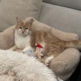 Picture of cat lost at Fenouillet