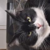 Picture of cat lost at Lyon