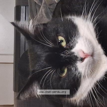 Photo 1/1 Neko Chat lost in Lyon