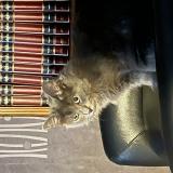 Picture of cat lost at Montay