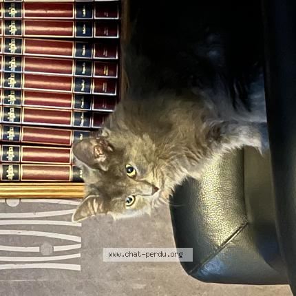 Photo 1/1 Aslan ou Mini-Minou Chat lost in Montay