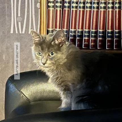 Photo 1/1 Aslan ou Mini-Minou Chat lost in Montay