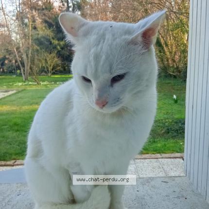 Photo 1/1 Found cat Found in Saint gemme moronval