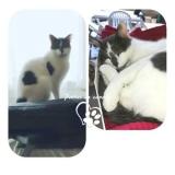 Picture of cat lost at Tours Sur Marne