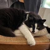 Picture of cat lost at Marolles Les Braults