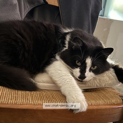 Photo 1/1 Tigrou Chat lost in Marolles les braults