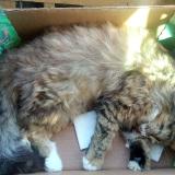 Picture of cat found at Saou