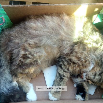 Photo 1/1 Found cat Found in Saou