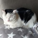 Picture of cat found at Jarze Villages