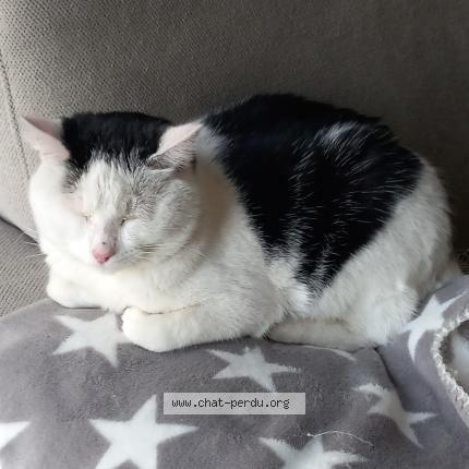 Photo 1/1 Found cat Found in Jarze villages