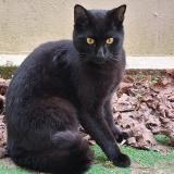 Picture of cat found at Conflans Sainte Honorine