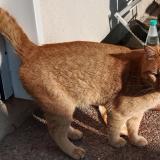 Picture of cat found at Cessieu