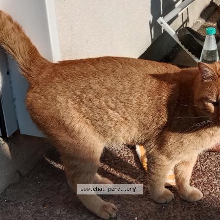 Photo 1/1 Found cat Found in Cessieu