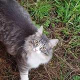 Picture of cat lost at Rosny Sous Bois