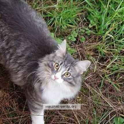 Photo 1/1 Smocky Chat lost in Rosny sous bois