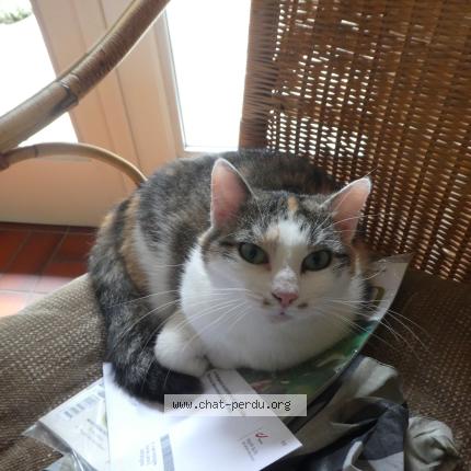 Foto van vermiste kat in Ottignies Louvain La Neuve