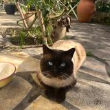 Picture of cat found at Vitry Sur Seine