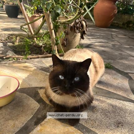 Photo 1/1 Found cat Found in Vitry sur seine