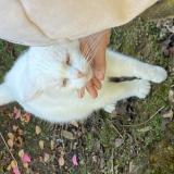 Picture of cat found at St Loubouer