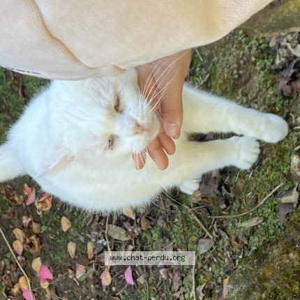 Photo 1/1 Found cat Found in St loubouer